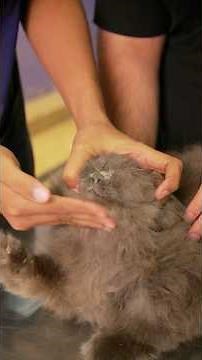Giving Cats Pills: A Step-by-Step Guide #cat