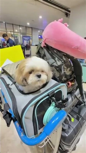 No.1 Pet Relocation services
