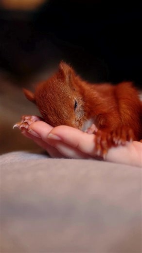 Meet Houdini. An orphaned red squirrel found alone, fragile and in need of help. Thanks to expert care, patience and time, he grew stronger, learning how to forage, climb, explore and trust the wild around him again. From those early uncertain days, to the soft-release pen, to the moment he finally returned to the forest… his journey has been nothing short of remarkable. Stories like Houdini’s remind us why protecting wildlife matters and why giving nature a second chance is so powerful. If you’