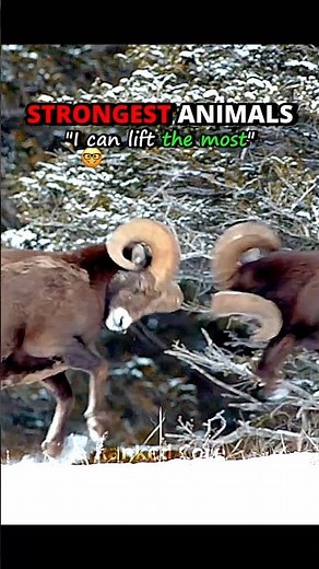 Strongest Animals 💀