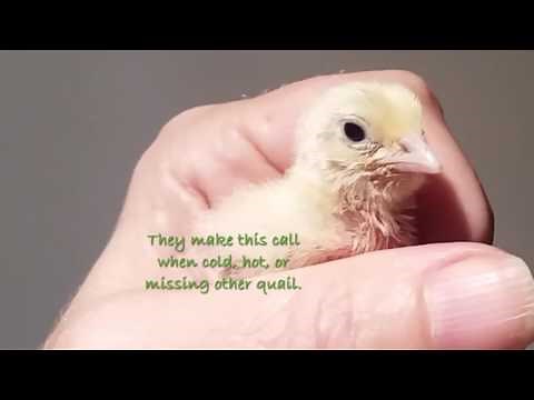 baby quail chick distress call