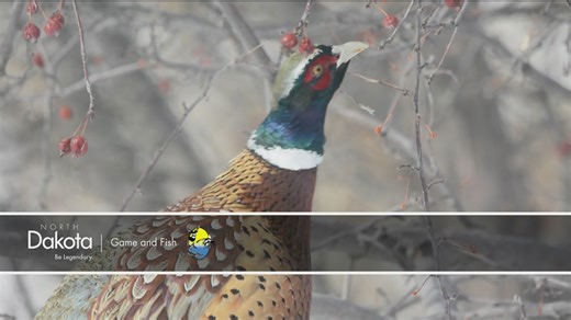 ND outdoors: Winter wildlife 2026