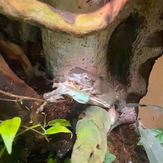 Dumpylife on Instagram: "GULP!! Big meal time for dumpy frog last night 🐸🤎🦗 #frog #frogs #treefrog #treefrogs #australiantreefrog #dumpyfrog #dumpylife #paludarium #vivarium #amphibian #amphibians #amphibia #feeding #livefood #eating #animals #litoriacaerulea"