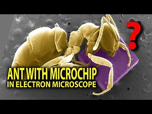 An Ant with its microchip.