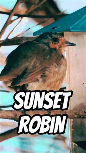 Sunset Robin #birds #sunset #shorts
