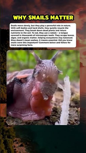 Why Snails Are More Important Than You Think #curiosity #mistery