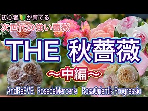 【次世代の強い薔薇】THE 秋薔薇〜中編〜 初心者でも育つ、秋にも強いバラたち