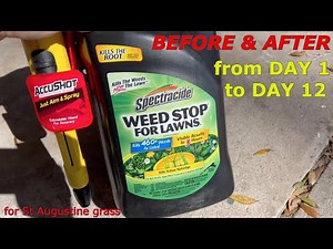 How to Kill Weeds in your Lawn w/Before & After results