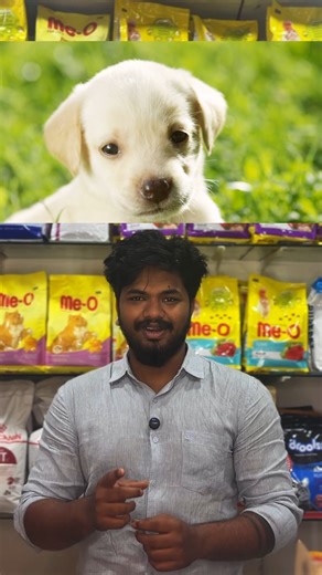 Thillai Pets Clinic on Instagram: "🎉 Pet Tiruvizha 2025 – Trichy’s Biggest Pet Celebration! 🎉🐾 Get ready for a fun-filled day dedicated to your furry friends at Thillai Pets Clinic Pet Tiruvizha 🐶🐱 🕙 Morning Cat Show – 10 AM 🕓 Evening Dog Show – 4 PM 🎟️ Entry Fee: Just ₹99 only! ✨ Event Highlights: ✔ Free Vaccination Centre ✔ Free Consultation (up to 10 days) ✔ Free Pet Food Samples ✔ Government-authorised Pet Certificates & Microchipping ✔ Adoption Centre ✔ Pet Photo Booth ✔ Multi-brand