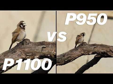 Nikon P1100 vs. Nikon P950 4K Video Quality Comparison