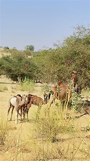 A small camel family 🐪 #sorts #vairalshort #animal #nature #camel