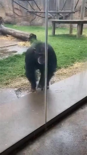 Monkey knocks on window then pranks everyone with a big fart 😂💨 | Jack Vale