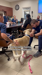 13K views · 5.9K reactions | Polo is just a puppy 梁 But at 8 months...