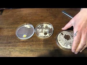 Le blob 4 - tuto: comment changer une gélose