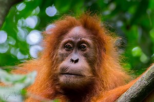 Here’s How You Can See the Last Wild Orangutans