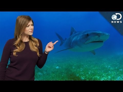 How Can We Stop Sharks From Going Extinct?