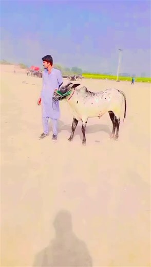 wheedjatiana (@wheedsial)’s videos with original sound - Hasnain Khan