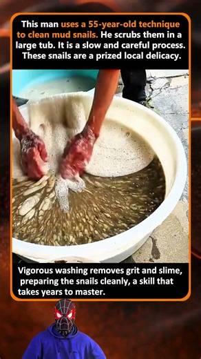 How to Remove Every Grain of Grit From Mud Snails
