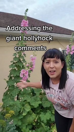 Hollyhock Gardening Tips and Rust Treatment Guide