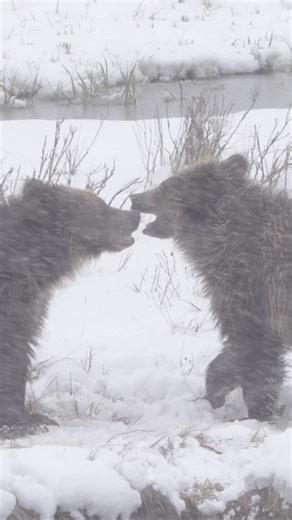 98K views · 5.4K reactions | Grizzly bear cubs wrestling in the snow. It might just be play for now, but it’s practice for the future when they’re on their own and may encounter another bear they don’t know  #yellowstone #nationalpark #Wyoming #WildlifePhotography #grizzly | Trent Sizemore Photography | Facebook