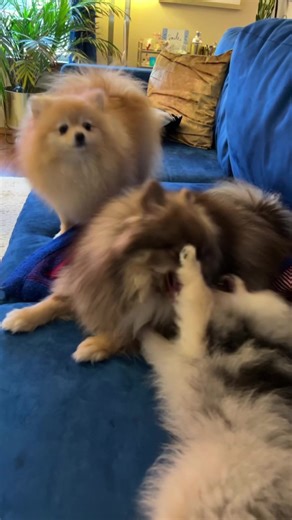 With our sister, our tribe is now complete . . . #fyp #fypシ #pomeranian #pomeraniansoftiktok #pomeranianpuppy #dogsoftiktok #henrythepom #indianathepom #marionthepom #animaniacs