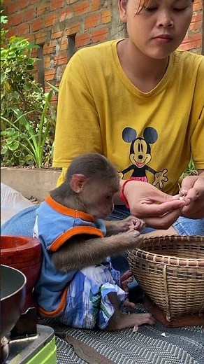 🐒 Cute monkey enjoying meal time with funny expressions today 😂🍴 #Monkey #Animals