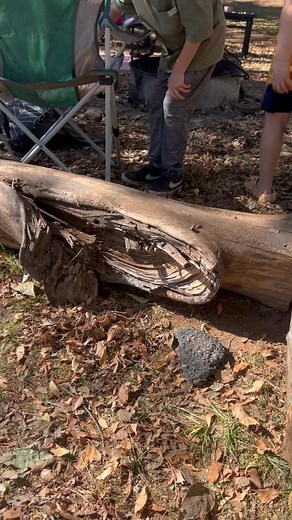 This week our students started building a turtle habitat! As they learn what turtles need, like water, sunlight, and shelter, they’re also discovering how caring for animals builds responsibility, empathy, and respect for living things. #natureschool #naturekids #outdoorclassroom #outdooreducation #wildernesseducation #naturelovers #outdooreducation | Wildwood Learning Center | Facebook