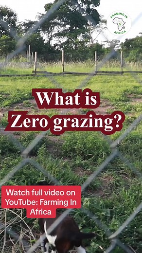 The Benefits and disadvantages of Zero Grazing: #zerograzing #feedingsystem #livestockfarming #grasscutting #feedingplan #qualitygrass #consistentfeeding #ghanatiktok🇬🇭 #agricultureafrica #livestockfarming #fyp #africa