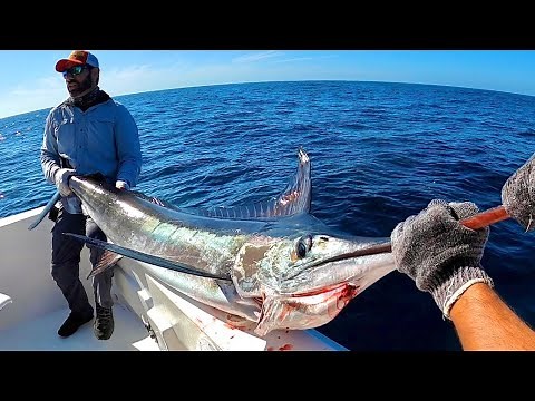 Striped Marlin Fishing in Mazatlán! (+100 lbs)