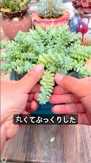 多肉植物好きが実践するセダムの葉挿し方法