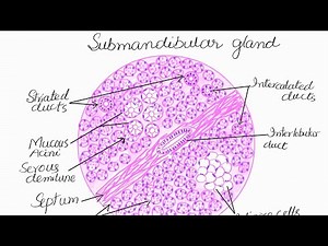 Learn to draw histological diagram of Submandibular gland.