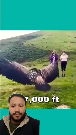 The Amazing Vulture Bird 🔥