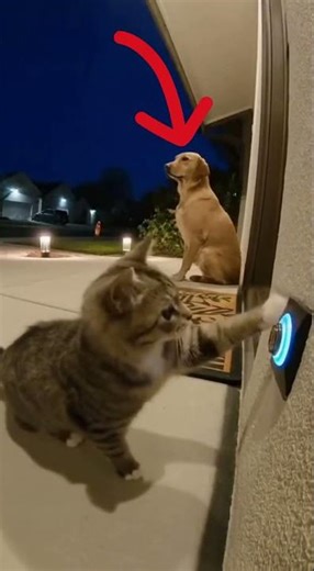 🐾 Funny Security Camera Moments! Lions, Cats & Unexpected Animal Reactions 😂