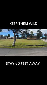 57K views · 450 reactions | Nēnē, the world’s rarest geese, face many challenges. Visitors can help protect nēnē by slowing down, watching for nēnē near roads, and never, ever feeding nēnē. Keep wildlife wild, and give nēnē space by staying at least 60 feet from them. To learn more about these incredible geese, visit https://www.nps.gov/havo/learn/nature/nene.htm | Hawai'i Volcanoes National Park | Facebook