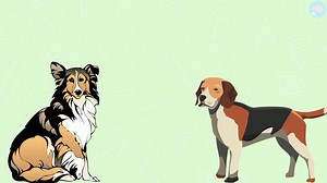 Diversité des êtres vivants - classer les êtres vivants CM1 - CM2 - 6ème Cycle 3 - Sciences