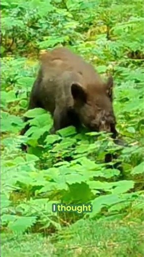 You Won't BELIEVE Bear Color Variations in the Wild! #shorts