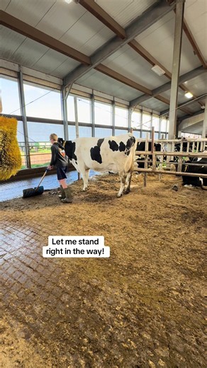 Cow Standing in the Way? How to Handle Friendly Farm Cows Safely