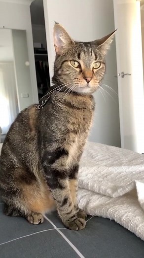 Adorable Cat Yawning Compilation