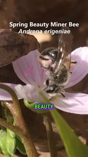 Andrew Conboy on Instagram: "Many native bee species are pollen specialists - they require the pollen from one or a few different native genera of plants. Without these native flowers, these bees cannot survive. The Spring Beauty Miner Bee (Andrena erigeniae) is one such example, and I was excited to see them in action pollinating a streamside patch of spring beauties (Claytonia virginiana)! #bees #nativebees #spring #springbeauty #native #plants #nativeplants #flowers #insects #savethebees #fyp