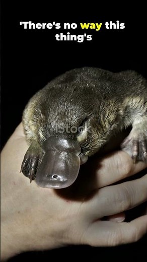 This “Mythical” Creature Is Actually REAL 🧐😱