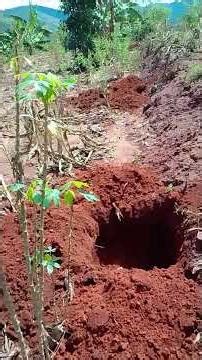 Agroforestry (The training impact and reception by the farmers)