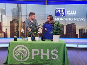 Growing a ‘challenge plant’ for the flower show