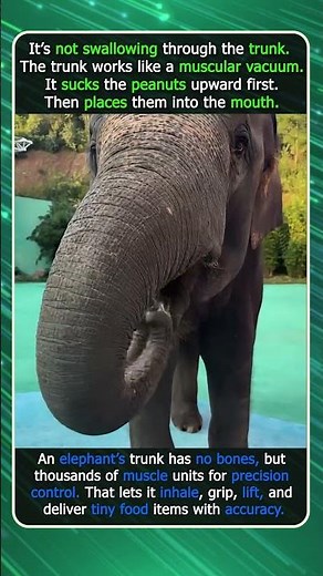 How Elephants Vacuum Peanuts Into Their Mouth