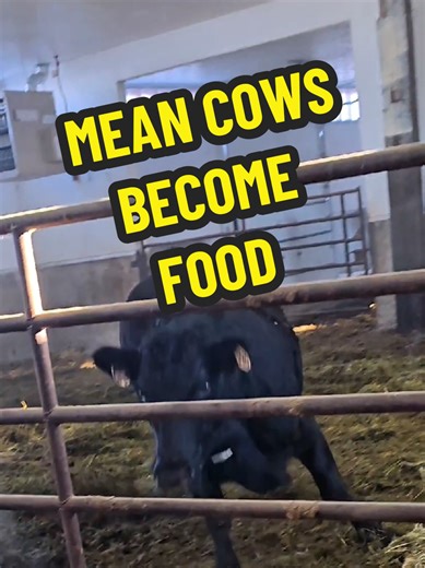 Dealing with Mean Cows in Farming