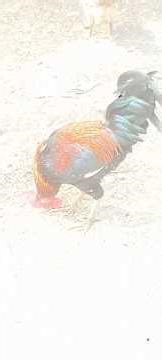 6 manth Ka Murga hai #shorts