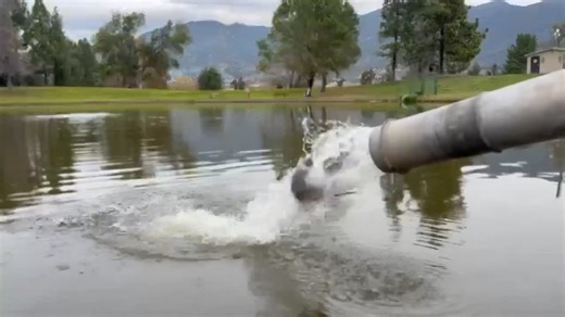 Today's Glen Helen trout (and some lightnings) stocking with 482 lbs. in the small lake. #SBCountyRegionalParks #GlenHelenRegionalPark #SBCounty | San Bernardino County Regional Parks
