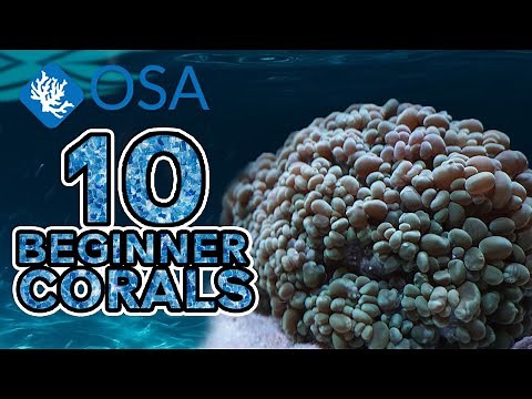 Bubble Coral - 10 Beginner Corals