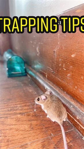Best Live Trapping Tips for Mouse Problems