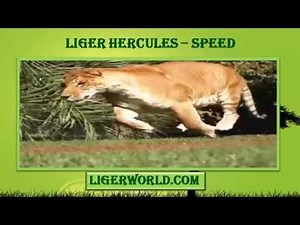 Liger Hercules Speed - 50 to 60 Miles per Hour