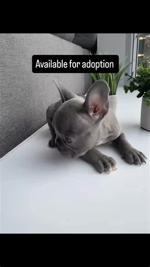 frenchie puppies for adoption on Instagram: "Available for adoption if interested send us a dm shipping worldwide"